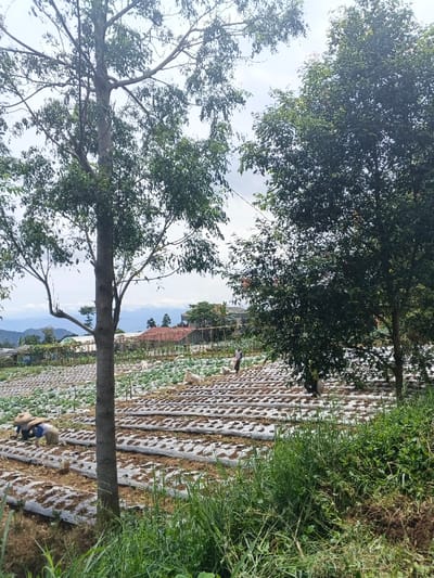 The image presents an agricultural scene in ឃុំ ផាត់សណ្ដាយ, Cambodia, under an overcast sky. In the immediate foreground, a dense patch of green grass and weeds is visible. The midground features an extensive cultivated field with numerous parallel raised beds, uniformly covered with light-colored plastic mulch film. Small, dark green plants are visible on many of these beds, indicating recent planting or early growth. Towards the upper-left of the field, an area of larger, mature green leafy crops is evident. Four individuals are dispersed across the field, engaged in agricultural work. Two individuals in the lower-left are observed bent over, wearing conical straw hats, actively tending to the crops. Two additional figures are present further right in the midground, one standing and one bent over, with one appearing to be handling a white sack. Several large white sacks or bundles are scattered throughout the field. A tall, slender tree with sparse green leaves stands prominently in the left-center of the frame, and a tree with denser foliage is positioned on the right edge. The background reveals a residential area with multiple structures, some featuring red-tiled roofs, set against a backdrop of distant, hazy mountains or hills.