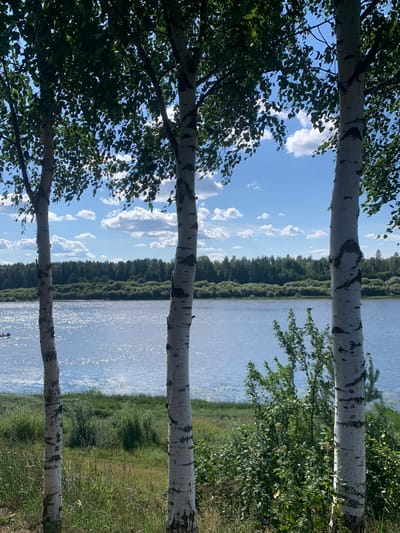 The image depicts a scenic view of a wide river on a bright, sunny day. In the foreground, three white birch trees with dark markings stand vertically, their leaves forming a partial canopy. The river sparkles with sunlight, reflecting the blue sky dotted with white, fluffy clouds. Across the river, a dense line of green trees forms the far bank, with a few smaller bushes and tall grasses visible along the near bank. On the left side of the river, a small boat with at least two people is visible. The location is identified as Чуриловка, Russia.