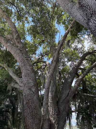 The media file shows a low-angle shot looking up into the canopy of large, mature oak trees. The thick, gnarled branches are covered in textured, grayish-brown bark, with patches of lighter gray and green lichen. Spanish moss hangs in wisps from the branches, adding a soft, ethereal quality to the scene. The leaves of the trees are a vibrant green, creating a dense foliage that filters the sunlight.
Through the gaps in the leaves and branches, a clear, bright blue sky is visible. The sunlight filtering through the leaves suggests it is daytime, likely late morning or afternoon, with fair weather. The perspective looking upwards emphasizes the scale and grandeur of the trees. The setting appears to be a natural environment, possibly a park or a well-landscaped area, given the healthy appearance of the trees and the presence of what looks like palm fronds in the lower right corner, hinting at a subtropical or warm climate. There are no people or specific objects clearly visible, the focus is solely on the impressive natural architecture of the trees and their foliage. No text is visible in the image.