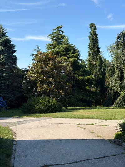 A concrete pathway curves through a well-maintained garden under a bright blue sky dotted with wispy white clouds. To the left of the path, a lush green lawn stretches towards a variety of trees. Prominent among them is a large, mature evergreen with a conical shape, positioned to the left of a broad, leafy tree adorned with numerous white flowers. Behind these, a slender, columnar evergreen stands tall, its dark green foliage contrasting with the lighter greens of its neighbors. The background is filled with dense foliage, including a weeping tree with cascading branches on the far right. The pathway itself is made of light gray concrete slabs, showing some signs of wear and small patches of grass growing in the cracks. Sunlight casts a distinct shadow across the lower portion of the pathway, indicating the time of day. The overall scene depicts a peaceful, sunny day in a meticulously landscaped garden environment. This location is Town of Southold, United States of America.