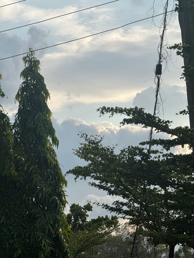 This is a medium shot, outdoors, of a view looking up at the sky through trees and power lines. The sky is partly cloudy with large, white and gray clouds. The sun is likely setting or rising, as the light is soft and diffused, creating a slightly hazy effect. There are several power lines crisscrossing the frame, and on one of them, a dark, cylindrical object is attached. Lush green foliage from trees hangs down into the frame from the top and right sides, with some vines also visible. The overall impression is one of nature and infrastructure coexisting. The time of day appears to be either early morning or late afternoon due to the soft lighting. There is no text visible in the image.