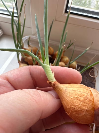 A person's hand is holding a small, dry, golden-brown onion with green sprouts emerging from its top. The onion is positioned in the foreground, with the person's thumb and index finger gently supporting it. The onion has a wrinkled skin and a pointed tip. The green sprouts are thin and elongated, some reaching upwards. In the background, several other onions with similar sprouts are visible, partially submerged in water within a clear plastic container. The container is placed on a windowsill, with a window behind it showing a blurred outdoor view of trees and buildings. The scene appears to be indoors, likely in a domestic setting, potentially on a windowsill in Podolsk, Russia, where natural light is coming through the window.