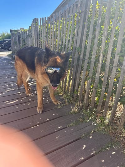A German Shepherd wearing tinted goggles stands on a wooden boardwalk next to a weathered wooden slat fence. The dog is facing to the right and its tongue is slightly out. Sunlight casts shadows across the boardwalk. Behind the fence, green foliage is visible. In the background, a modern building with balconies can be seen, likely indicating a location along the coast in Le Lavandou, France, possibly near a beach or promenade given the boardwalk and fence style.