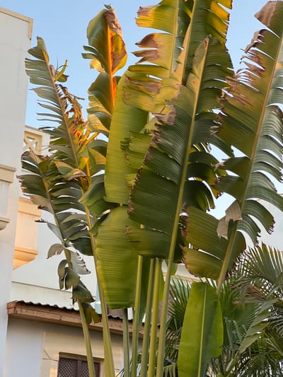 A close-up, vertical shot captures a cluster of large, green banana leaves with some browning and tearing along the edges, bathed in the warm light of what appears to be late afternoon or early morning sun. The leaves are the primary subject, with their prominent central veins and parallel striations. Behind the banana leaves, a pale blue sky is visible, partially obscured by the foliage. To the left, a portion of a white building with beige architectural details is seen. The building has a flat roofline and some decorative latticework visible below the roof. Further in the background, hints of other greenery, possibly palm fronds, can be discerned. The scene is set in Sharm El Sheikh, Egypt, an environment characterized by its arid climate and tropical vegetation. There are no people or animals present in the image.