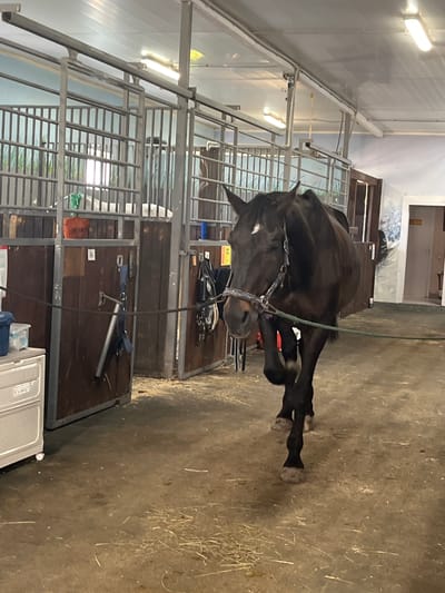 A dark brown horse with a white marking on its forehead is standing in a stable. The horse is wearing a bridle and is tethered by a rope. The stable appears to be indoors with stalls visible in the background. There is some hay on the ground. The overall lighting suggests an indoor environment, possibly during the day with artificial lighting. The location is identified as Kurtsevo (Kovriginskii S/S), Russia, indicating a rural or semi-rural setting.