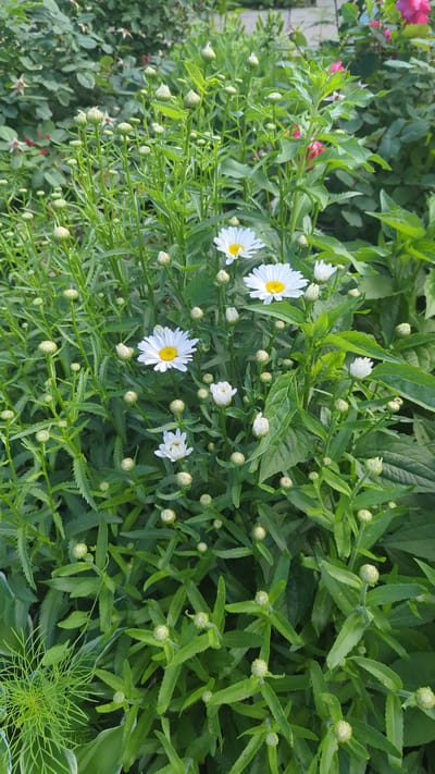 The media file is a close-up, eye-level view of a garden bed filled with green foliage and blooming white daisies with yellow centers. Several daisies are in full bloom, while others are still in bud stage. The plants appear healthy and vibrant, suggesting a warm and sunny day, likely in the summer or early fall given the blooming state. The background is a dense arrangement of green leaves and stems, with some hints of pink flowers, possibly roses, visible on the left side. The lighting suggests it is daytime, with soft light illuminating the scene. There are no people or artificial objects visible, making it a natural outdoor scene. The context provided places the location in Montreal, Canada. No text is visible in the image.