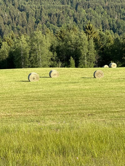 This media file depicts an aerial view of a grassy field with several round hay bales in Le Sentier, Switzerland. The field is lush green and appears to be freshly cut, with visible rows from the harvesting process on the left side and longer, untrimmed grass on the right. Four hay bales are clearly visible, arranged in a staggered line across the field.
To the left of the field is a dense forest composed of evergreen trees, creating a stark contrast between the manicured agricultural land and the wilder natural landscape. The lighting suggests it is daytime, likely morning or afternoon, with the sun casting subtle shadows from the hay bales onto the grass. The weather appears to be clear and sunny, contributing to the vibrant green hues of the field and trees. There is no visible text within the image. The overall scene conveys a sense of rural tranquility and the bounty of the harvest season.