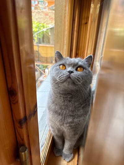 A close-up, low-angle shot features a grey British Shorthair cat with striking orange eyes looking upwards. The cat is positioned on a wooden windowsill, framed by wooden window elements. Through the window, a blurred view of buildings with red-tiled roofs and greenery suggests an urban or suburban environment. The lighting indicates it is daytime. The image appears to be taken in a residential setting in the city of Targovishte, Bulgaria.