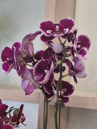The image shows a close-up of a cluster of Phalaenopsis orchids with deep purple and white petals. The orchids are arranged on green stems, supported by metal clips. In the background, a light-colored wooden frame and a light-colored wall are visible. A reflection of more orchids can be seen in a surface in the lower left of the image. There is no indication of the location being Kokshetau, Kazakhstan.