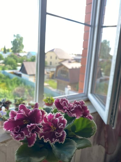 The image shows a close-up of a potted African violet plant with ruffled, deep pink and white petals, positioned on a windowsill. Outside the window, a blurred scene of buildings and greenery is visible, suggesting an outdoor environment. The reflection on the window adds depth to the image. The lighting suggests it is daytime, likely overcast given the diffused light. The setting appears to be domestic, with the plant likely in a home. No people are visible, and no text is present in the image. The overall mood is serene and domestic, highlighting the beauty of the flowering plant.