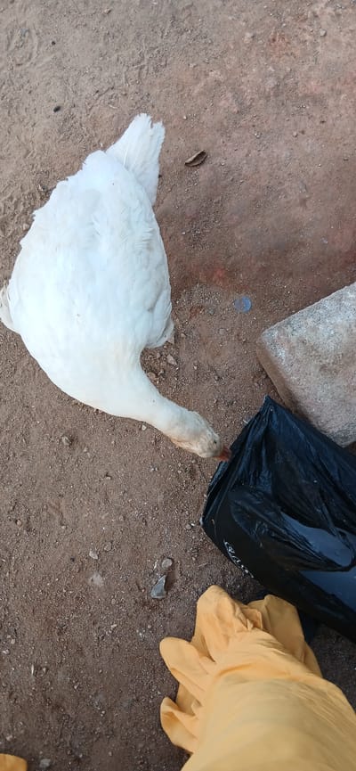 An overhead shot depicts a white goose standing on reddish-brown dirt ground. The goose's head is near a black plastic trash bag and a folded, yellow fabric. Next to the trash bag is a gray concrete block. The background consists of the dirt ground and potentially a hint of red brick. The location is the city of Shaba, Nigeria.