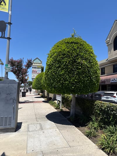 The image depicts a sidewalk scene in Los Angeles, California, under a clear blue sky. On the left, a tall gray electrical box is visible on the sidewalk, with a pole beside it displaying a yellow banner with a black silhouette of an animal and text, partially obscured, reading "ineSafariWalk.com". A "2 HOUR PARKING" sign is also attached to the pole. Further down the sidewalk, a woman with dark hair, wearing a black t-shirt and dark shorts, walks away from the camera.
In the center of the frame, a large, spherical, well-maintained green tree stands prominently. Behind it, a multi-story building with a beige facade and arched windows is visible. A sign for "OPTICAL UNIVERSE" with red lettering is above the storefront. Several cars are parked in front of the building, including a white SUV.
To the left of the large tree, a smaller tree with pink flowers is in bloom, and a tall signpost displays the names of various businesses such as "BRAVINGS", "PIZZA", "THINK GREEK", and "DENTIST". The sidewalk itself is made of concrete slabs with a patterned brick section. The environment appears to be an urban commercial area.