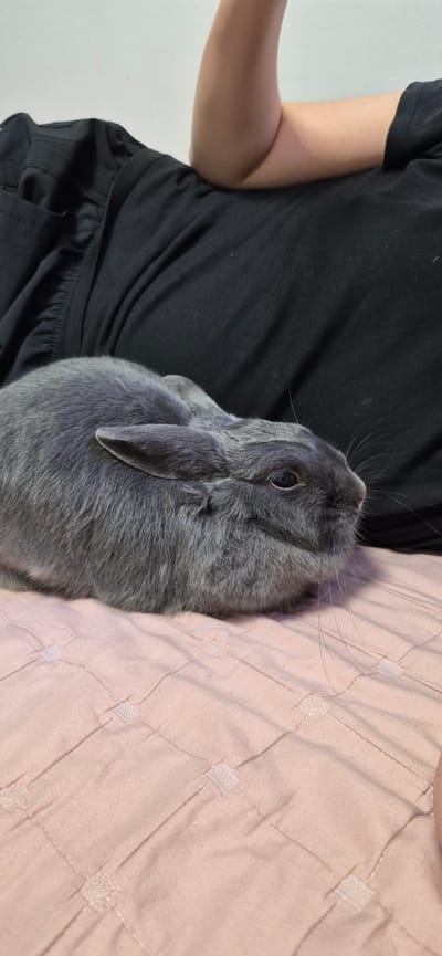 A close-up, high-angle shot shows a gray rabbit resting on a person's lap. The person, wearing a black t-shirt, is seated, with their arm visible on the left side of the frame. The rabbit is positioned on the person's lap, which is covered by a pink quilted fabric. The rabbit's fur is a soft gray, and its ears are floppy, characteristic of a lop-eared breed. Its head is tilted upwards, and its dark eye is visible, along with its whiskers. The background consists of the person's black clothing and a portion of a plain white wall. The pink fabric of the lap has a diamond-quilted pattern with small, lighter squares at the intersections of the stitching. The lighting appears to be artificial, suggesting an indoor setting. There is no visible text in the image. The overall mood is calm and intimate, focusing on the interaction between the person and the rabbit. The scene suggests a moment of quiet companionship.