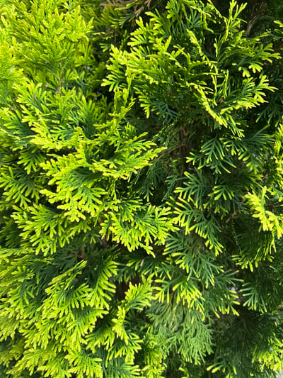 The image shows a close-up view of dense, green evergreen foliage, likely from a conifer species. The leaves are small, scale-like, and tightly arranged on branches, creating a textured appearance. Some of the foliage, particularly towards the top left, exhibits a brighter, almost lime-green hue, suggesting new growth or a different variety of the plant. The background is filled with darker green needles, indicating the depth of the foliage. The lighting suggests it is daytime, with some areas catching the light and others remaining in shadow, creating a play of highlights and contrasts. There are no people or discernible objects visible in the image. The scene is purely botanical, focusing on the intricate details of the plant's structure and coloration. The location in Irpin, Ukraine is not discernible from the image itself.