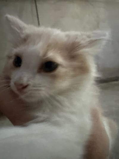 This media file is a close-up, blurry photograph of a cat. The cat is predominantly white with patches of light brown or orange fur on its head and back. Its eyes are dark and appear to be looking directly at the camera. The cat's nose is a light pink. The image is taken from a low angle, as if the viewer is looking up at the cat. The background is out of focus and appears to be a light-colored, textured surface, possibly a blanket or bedding. The lighting is soft and diffused, suggesting an indoor setting. There are no people or other objects clearly visible. The overall impression is one of a pet being held or resting, with a focus on its face. The image quality is low, with a soft focus and some graininess. No text is visible in the image. Given the location context provided (Subutli-Miatli, Russia), it is likely a domestic setting within that region. The time of day and weather are not discernible from the image.