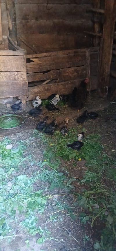 In a dimly lit, rustic chicken coop constructed of rough-hewn wooden planks, a group of chickens and chicks are present. The ground is a mixture of dirt and scattered green vegetation, with a green circular feeder visible on the left side of the image. A large black hen stands centrally, surrounded by numerous chicks of varying colors, including black, white-speckled, and brown-speckled. Some chicks are huddled near the hen, while others are scattered on the ground or foraging in the grass. The overall impression is one of a typical rural setting for poultry. The image was taken on an unknown date in Mihaylovka, Kyrgyzstan.