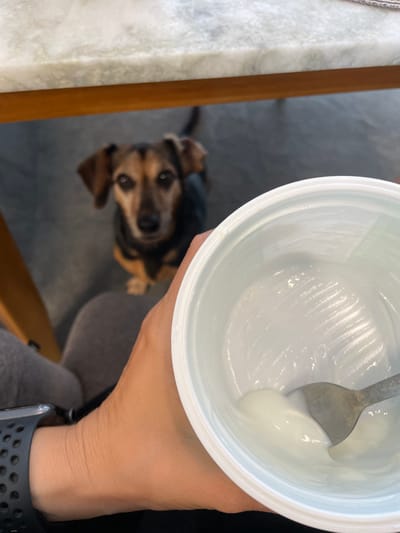 An overhead shot shows a person's hand holding a white plastic container of yogurt with a spoon in it, to the right of the frame. The yogurt container is mostly empty, with some white yogurt clinging to the sides and bottom. The spoon is silver and has a small amount of yogurt on it. In the background, a brown and black dog is looking up at the camera. The dog is sitting on a gray floor. The scene appears to be indoors, possibly in a dining room or kitchen, with a wooden table and a marble countertop visible in the upper portion of the image. The image does not provide any specific details that would allow for the identification of the location as Kediri, Indonesia.