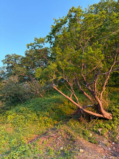 The image depicts an outdoor scene with a clear blue sky above a verdant hillside. Several trees with green foliage are present, and a prominent tree in the foreground leans significantly to the right. Power lines are visible running through the branches of the trees. The ground is covered in thick green vegetation and some exposed dirt and rocks. The lighting suggests it is either sunrise or sunset, casting a warm glow on the scene. The scene appears to be in a natural or semi-natural area, possibly a park or the outskirts of a settlement. No people or animals are visible in the image. The location is identified as Petropavlovsk-Kamchatsky, Russia.