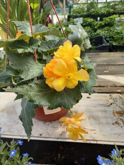 The image captures a close-up view of a potted begonia plant with vibrant yellow flowers and large, textured green leaves. The plant is hanging, suspended by red ropes, and positioned on a white surface with a wooden background in the distance. The setting appears to be a greenhouse or nursery, with rows of other plants visible in the blurred background, contained within black plastic crates. To the lower left, a small grouping of blue lobelia flowers is also present. The scene is well-lit, with natural light illuminating the plants. There are no people visible in the image. The location is identified as Aramil, Russia.