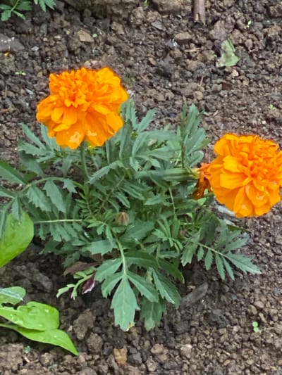 A high-angle shot shows two bright orange marigold flowers blooming in dark, clumpy soil. The flowers are full and have many petals. The leaves of the marigold plants are a deep green and are serrated. There are also a few lighter green leaves, possibly from another plant, in the lower left corner of the image. The soil is moist, with some small pebbles and bits of organic matter visible. No people or animals are present in the image. The scene appears to be a garden or natural outdoor setting, likely in Yuzhno-Sakhalinsk, Russia, given the context.