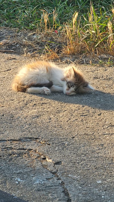 A small, fluffy kitten with white and light brown fur is sleeping on a paved surface. The kitten is lying on its side with its eyes closed and its paws tucked in. The pavement appears to be cracked and rough. In the background, there is dry grass and green vegetation. The lighting suggests it is either early morning or late afternoon, with long shadows cast by the kitten. The scene does not contain any elements that definitively place it in Sevastopol, Ukraine.