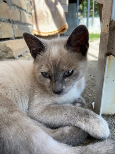 A young Siamese cat is lying down outdoors, resting on a concrete surface. The cat is primarily cream-colored with grey points on its ears, face, and paws. Its eyes are a striking blue. The background includes a brick wall and some vegetation, suggesting an outdoor setting, possibly a yard or patio. The lighting indicates it is daytime. The image's perspective is close-up, focusing on the cat. There is no indication of any specific location within the city of Sofiivka, Ukraine, other than the general description of an outdoor environment.