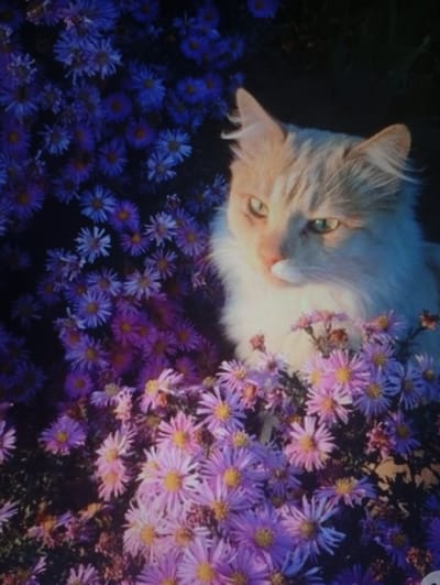 The image shows a close-up of a light-colored cat with green eyes, peeking out from behind a cluster of purple and pink flowers. The cat's fur is fluffy and appears to be a mix of white and light orange. The flowers are small and daisy-like, with many petals. The background is dark and blurred, with some hints of foliage. The lighting suggests it might be late afternoon or early evening. The location is not specified in the image itself and cannot be determined.