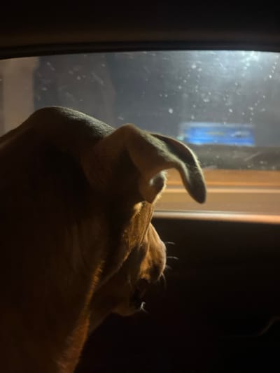 The image depicts a tan-furred, short-haired dog, possibly a pit bull or similar breed, positioned inside what appears to be a vehicle. The dog is shown from behind and slightly to the left, with its head turned to the right, looking out through a window. Its left ear is partially visible and slightly drooped, while its right ear is more upright. The dog's muzzle and mouth are barely visible at the bottom right of its head, suggesting a slight opening. The interior environment is dark, with a warm, yellowish light illuminating the dog's head and neck from an unseen source.

Through the window, the scene outside is dark, indicating nighttime. The glass shows numerous small, indistinct smudges or reflections. In the middle distance, a horizontal blue object with lighter, unidentifiable markings is faintly visible, possibly a illuminated sign or part of a structure. Diffused light sources are present in the dark background beyond the blue object. The location depicted is within the Sdot Dan Regional Council, Israel.