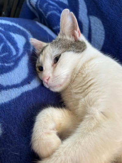 This is a close-up, eye-level shot of a white and gray cat lying on a blue, textured blanket. The cat is curled up on its side, with its head resting on its paws. Its eyes are partially closed, and its ears are perked forward. The cat's fur is soft and fluffy, and its whiskers are long and delicate. The blanket has a pattern of lighter blue swirls, resembling waves. The lighting appears to be natural, suggesting it might be daytime. The image evokes a sense of peace and relaxation. The location is identified as Šušanj, Montenegro.