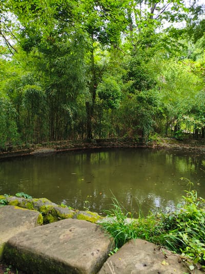 The image depicts a tranquil pond surrounded by lush greenery, including bamboo trees and other foliage. Large, moss-covered stones are visible in the foreground, bordering the water. The pond's surface is dark and reflects the surrounding trees. Several small fish are discernible in the water. The scene suggests a natural, possibly cultivated, outdoor setting. The location of this pond within the city of Прогресс, Russia, is not discernible from the image itself.