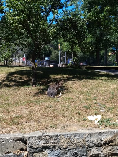 A domestic cat sits on dry, sun-baked grass beneath a tree. The cat is a tabby with grey and brown fur, and it appears to be looking up and to the left. In the background, a black garbage bin is visible, along with a portion of a car. A metal fence runs along the edge of the grass, and beyond that, there is a road with more trees and a blue sky. The ground in the foreground is a low stone wall. This scene is likely located in the city of Sarıyer, Turkey, given the context.