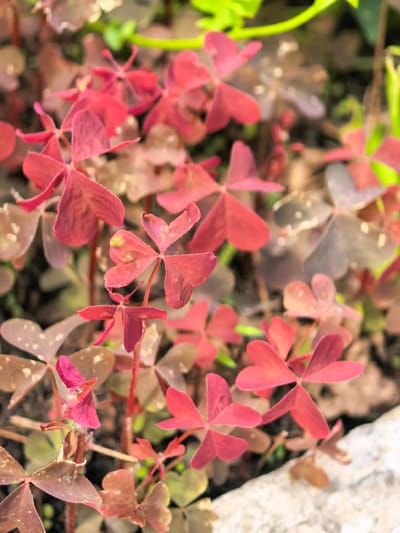 The image shows a close-up view of a patch of red shamrock plants, likely Oxalis triangularis. The plants have three heart-shaped leaflets each, with a deep reddish-purple hue. Some leaflets are tinged with green and have lighter specks. The plants are growing in a natural setting, possibly a garden bed, with hints of green foliage and a light-colored stone in the lower right corner. There are no people or animals visible. The image is a still photograph. The location in Sterlitamak, Russia, is not discernible from the image itself.