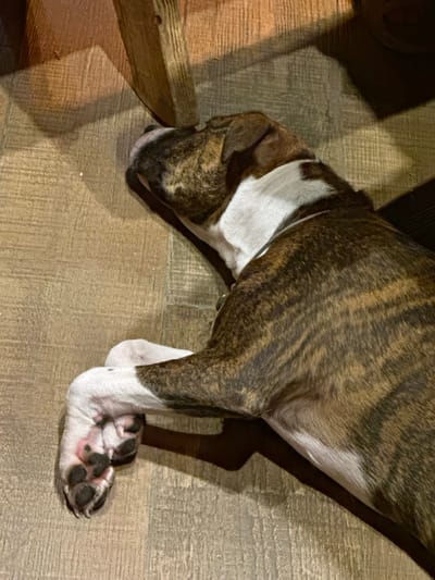 A brindle and white dog is depicted lying on its left side on a light-colored, plank-style wooden floor indoors. The animal is in a resting or sleeping posture, with its head turned to the upper left. It possesses a dark brindle coat with prominent white markings on its chest, neck, and paws. A thin, light-colored collar is visible around its neck. The dog's left front paw is visible, bent, revealing pinkish paw pads and black claws. Strong shadows are cast from the upper left, including the shadow of a robust, light-brown wooden furniture leg (e.g., table or chair leg) that is partially visible in the upper left quadrant of the frame and extends over the dog's head. The scene is located in Базарово, Russia.