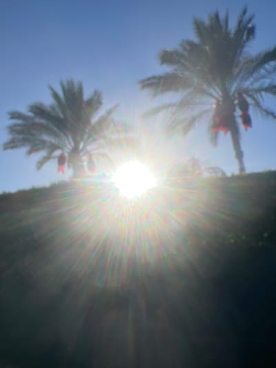 The image captures a bright, sun-drenched scene with two palm trees in the foreground, silhouetted against a clear blue sky. The sun is intensely bright, positioned slightly to the right of center, and its rays flare outwards, creating a lens flare effect with a rainbow of colors. Red ribbons or decorations are visible hanging from the fronds of the palm trees. The ground beneath the palm trees is covered in dark foliage, and the overall atmosphere suggests a warm, sunny day, possibly in a park or a coastal area. Given the presence of palm trees and bright sunlight, this scene is consistent with locations in Sharm El Sheikh, Egypt, known for its tropical climate and abundant palm trees.