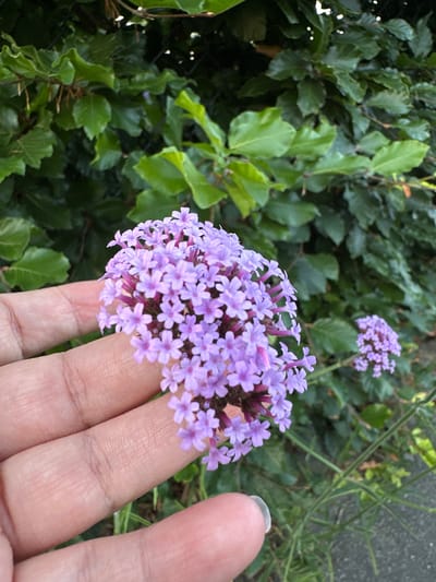 A close-up, eye-level shot shows a human hand gently holding a cluster of small, light purple flowers. The hand is pale with visible fingerprints. The flowers are clustered together, with delicate petals and visible stems. In the background, lush green foliage and a dark wire fence are visible. To the right of the main cluster of flowers, another smaller cluster of similar flowers can be seen. The scene appears to be outdoors, in a garden or park setting, likely in Krefeld, Germany, given the flora and the common presence of such fencing in residential or public green spaces in the region.