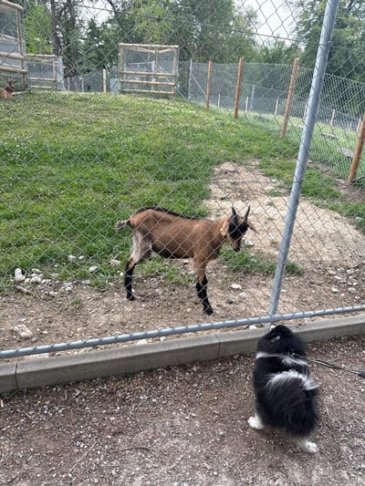 An outdoor scene, likely at a petting zoo or animal enclosure, in Kreuzlingen, Switzerland. In the foreground, a fluffy black and white dog on a leash is facing away from the camera, looking towards a chain-link fence. Behind the fence, a small brown goat with black markings on its legs and face is standing on a patch of dirt. The goat has short horns and is looking slightly to its left. Beyond the goat, a grassy area with scattered white flowers is visible, with more chain-link fencing and wooden structures in the background. Trees and foliage are visible in the distance, suggesting a natural setting within the city. The ground in the foreground is covered with gravel and debris.