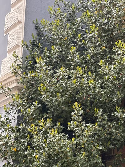 The image shows a holly bush in Tunbridge Wells, United Kingdom. The bush is dense with spiky, variegated leaves and a few red berries are visible. Part of a building's exterior is visible; a light gray wall and decorative, light-colored architectural details near the bottom left of the frame. The scene appears to be in a somewhat shaded or dimly lit area. The bush overhangs the building detail. No people are visible.