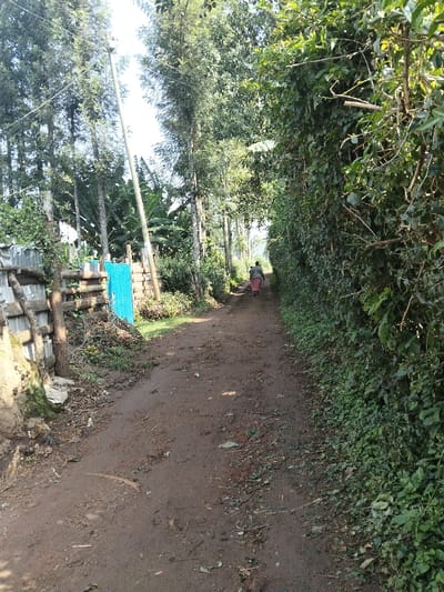 The image displays an unpaved, reddish-brown dirt path in Nyansiongo ward, Kenya, receding into the distance under a bright sky. One individual, wearing a light-colored top and a long reddish-pink garment, walks away from the viewer along the center of the path. The path surface exhibits scattered natural debris, including leaves and small sticks. To the left, a rudimentary fence constructed from vertical wooden posts and horizontal branches partially obscures a structure featuring corrugated metal sheeting. Further along the left side, a vibrant blue corrugated metal wall or gate is visible, beyond which stands a utility pole with overhead wires. Tall, slender trees, some resembling conifers, line the left side of the path, with broad-leafed plants, possibly banana trees, visible in the background. The right side of the path is bordered by a continuous, dense, tall wall of green foliage.