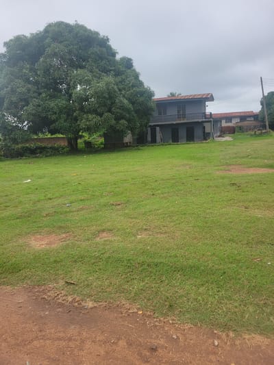 An outdoor, eye-level, vertical, full shot depicts a grassy area with a large tree on the left, and a two-story building with a rusted roof on the right, set against a cloudy sky. A dirt road with scattered debris borders the bottom of the frame.
The large tree, likely a mango tree, dominates the left side of the image. Its dense, dark green foliage obscures much of the background. Behind the tree, a low, reddish-brown brick wall is visible.
The building on the right is a light gray, two-story structure with multiple windows and a balcony on the upper level. The roof is corrugated metal and appears to be rusted. Several other buildings with similar rusted roofs are visible further in the background, suggesting a residential or semi-commercial area. A utility pole with wires stands near the building.
The foreground consists of a large expanse of green grass, which appears somewhat uneven and shows patches of dry grass and scattered leaves and debris. The dirt road in the bottom foreground is reddish-brown and has small stones and debris.
The overall impression is one of a somewhat neglected urban or semi-urban environment in Ogbomosho, Nigeria, characterized by residential buildings, natural vegetation, and unpaved areas. The cloudy sky suggests overcast weather. There are no people visible in the image.