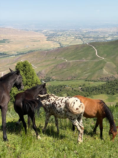 A herd of four horses are standing in a grassy field on a hillside, with a distant city and valley spread out below. The horse on the far left is dark brown and facing left. Next to it is another dark brown horse, facing right, with its head partially obscured by the first horse. In the center is a spotted horse, white with brown spots, facing right. The horse on the far right is a reddish-brown color and is grazing. The background shows rolling green hills, a winding road, a valley with agricultural fields and scattered buildings, and a hazy city in the far distance under a clear blue sky. The setting appears to be the outskirts of Kashka Suu, Kyrgyzstan, likely in the foothills overlooking the city.