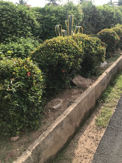The image depicts a roadside scene in Oko Erin, Nigeria. Manicured, green, bushy plants interspersed with an agave plant line the side of the road. A concrete curb separates the vegetation from the paved road surface. There is no visible human activity.