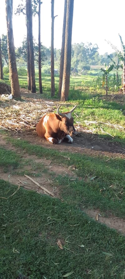 The image shows a brown and white cow lying down on its side in a grassy field. The cow is facing the camera, and its head is resting on its front legs. The cow is lying in the shade of a line of trees, and the ground is covered in dry grass. The location is a rural area of Lubao, Kenya, which is located at the coordinates latitude: 0.38, longitude: 34.793. The environment is rural and natural, with trees and grass. The image has a good light, indicating that it was taken during the daytime. The cow appears to be resting peacefully.