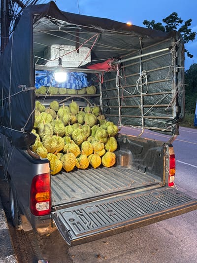 A dark gray pickup truck is parked on the side of a road in Choeng Thale, Thailand, at dusk. The truck bed is filled with a large quantity of durian fruit. The fruit is arranged in multiple layers and appears to be a fresh harvest. A tarp is stretched over the top of the truck bed, and a single bare light bulb hangs from the center, illuminating the fruit. The truck has its tailgate down. In the background, trees and a darkening sky are visible. The road is paved, and a street light is present on the right side of the frame. The scene suggests a roadside vendor or a transport of agricultural goods.