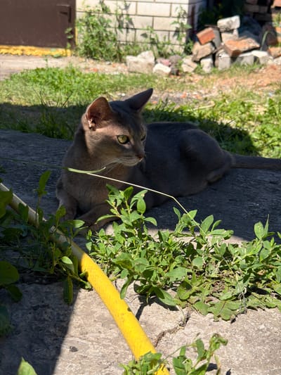A gray cat with green eyes is lying on a stone surface outdoors. The cat is looking to its left. In the foreground, there is a yellow hose and green plants. In the background, there is grass, a brown door, and a pile of bricks. The scene appears to be in a yard or alleyway in the village of Petryaksa, Russia.