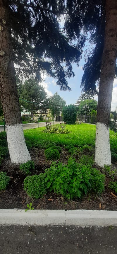 In the city of Yessentukskaya, Russia, this image captures a verdant park area. Two mature trees with whitewashed lower trunks stand prominently in the foreground, their dark needles forming a canopy overhead, partially obscuring a bright, partly cloudy sky. The ground beneath the trees is covered with dark soil and mulch, interspersed with lush green, low-lying plants. A vibrant green lawn stretches beyond, dotted with flowering bushes that exhibit red and yellow blooms. Beyond the lawn, a black metal fence encloses the area, with a paved walkway or road visible behind it. Further in the background, various types of trees, including evergreens and deciduous varieties, create a layered effect, with a light-colored building visible in the distance. The scene depicts a well-maintained public space, likely a park or garden, showcasing natural elements and careful landscaping.