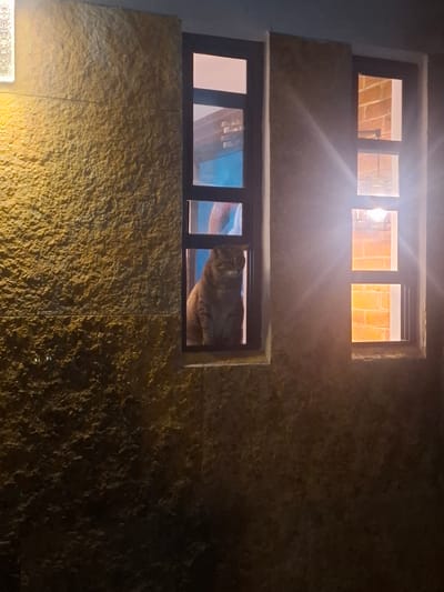A tabby cat sits in the window of a building at night in Naucalpan de Juárez, Mexico. The building's exterior wall is made of textured, light brown stone. There are two windows visible. The left window is taller and narrower, and the cat is seated within it, looking towards the viewer. The window frame is dark. The right window is wider and shorter, divided into three panes by dark frames. The panes of the right window are illuminated by interior lights and show exposed brick walls. The image is lit by artificial light sources, one of which appears to be a lamp on the left side of the building, casting a warm yellow glow. There are lens flares emanating from light sources, suggesting a nighttime photograph taken with a flash or bright artificial illumination. The overall scene is dimly lit except for the illuminated windows and the external light source.