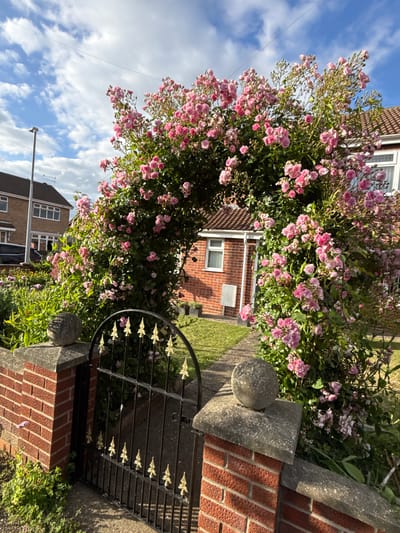 A low-angle, medium shot captures a vibrant pink rose archway framing a garden path and the side of a residential building. The archway is composed of dense, flowering rose bushes, their delicate pink blossoms and green foliage creating a lush canopy. A black wrought-iron gate with ornate gold fleur-de-lis accents is visible at the base of the archway, partially obscured by the roses and a brick pillar topped with a spherical stone finial.
The garden path, made of concrete slabs, leads into the scene, with green grass and other flowering plants visible to the left. Behind the rose arch, the side of a red-brick house with white-framed windows and a tiled roof is seen. A lamppost stands on the left side of the frame, near a detached house with dark-tiled roofing and white-framed windows. The sky above is a bright blue with scattered white clouds, indicating fair weather. The overall scene suggests a well-maintained garden entrance on a sunny day, likely in a residential area of Great Yarmouth, United Kingdom.