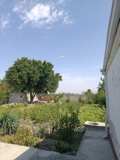 The image depicts a rural backyard scene in Rogun, Tajikistan, under a clear blue sky with scattered white clouds. A large, leafy green tree dominates the center of the frame, situated next to a small, concrete building with a single square window. The yard is filled with dense green foliage, including garden beds with rows of plants, possibly vegetables. In the foreground, concrete pathways and a concrete structure with a circular opening are visible. To the right, the side of a white building with a gutter system is present. The overall impression is one of a functional, agricultural outdoor space.