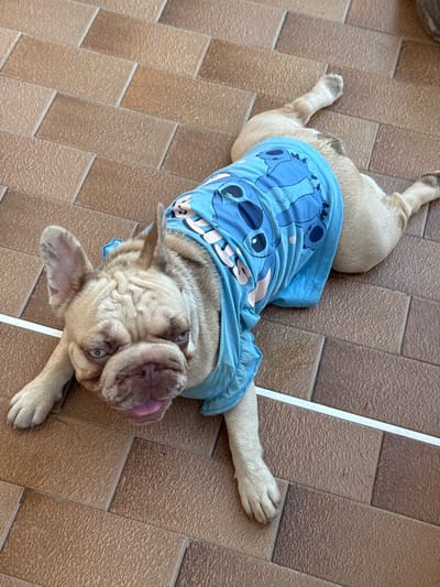 A light tan French Bulldog, wearing a blue t-shirt with a cartoon character print, lies on its back on a tiled floor. The dog's tongue is visible, and it appears relaxed or playful. The tiled floor is composed of rectangular tiles in varying shades of brown and beige, arranged in a staggered pattern. A thin white line runs diagonally across the tiles in the background. The scene is lit by natural light, suggesting it is daytime. The overall mood is casual and lighthearted, with the dog as the clear focal point. The dog's face is wrinkled, characteristic of the breed, and its blue eyes are open, looking upwards. The t-shirt features a character with large ears and a smiling face, possibly Stitch from Lilo & Stitch. No visible text is present in the image, other than the design on the dog's shirt. The location context of San Benedetto del Tronto, Italy, might suggest an outdoor patio or balcony setting.