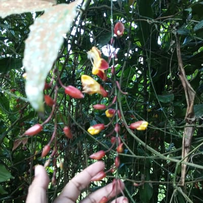 The image shows a close-up of cascading flowers with red buds and yellow blooms, set against a backdrop of lush green foliage. A human hand is visible in the foreground, gently interacting with the plant. The scene is likely outdoors, possibly in a garden or natural setting, in Durin Serugun, Indonesia. The lighting suggests it is daytime.